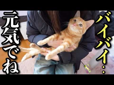 【保護した子猫】卒業〜ずっとのお家が決まりました