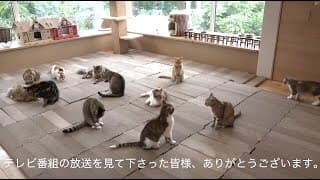 猫たちの爪とぎ部屋‼︎ みんなでごはんを食べて、かき氷も食べた🍧