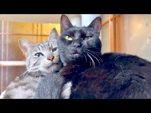 猫の後を追ったら衝撃のケツ末になった