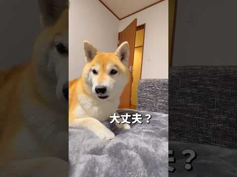 様子を見にくるポン🐶#柴犬 #shibainu #shorts