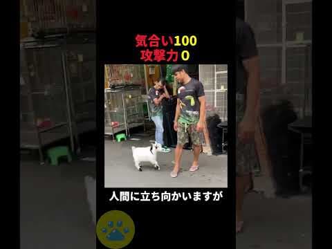 気合いの入った小ヤギの戦闘力🤫暴露します🔥