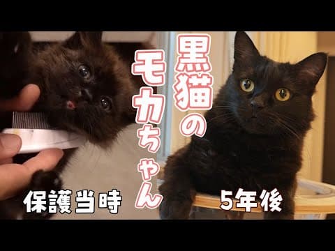 暗闇の中ひとりぼっちで鳴いてた子猫の5年後【成長記録】