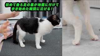 奇跡が起きた！麻痺した後ろ足で歩き始めた猫の雨ちゃんの感動の瞬間！「麻痺した猫の4ヶ月の治療結果」