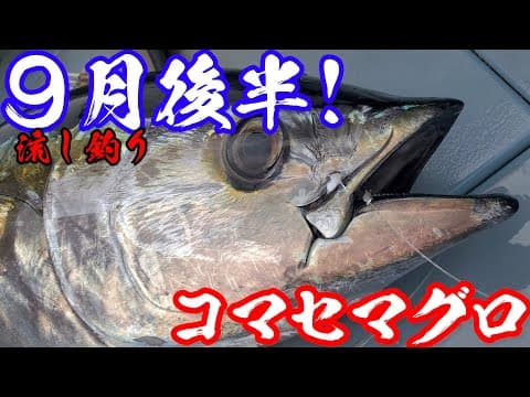 【相模湾コマセマグロ2024】流し釣り始動!!（24/09/20-23）五エム丸