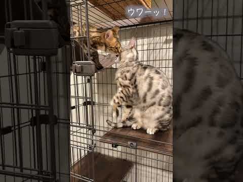 吐きそうな飼い主の心配をしてくれる猫 #ルトロゼ #ベンガル #cat