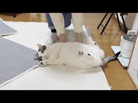 お父さんにはす巻き、お母さんにはゴロゴロ転がされるのを楽しむドMな猫