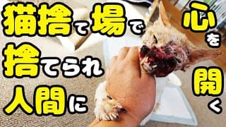 【野良猫 保護】人間に不信感が無くなった理由とは？ボス猫のまさかの行動に涙