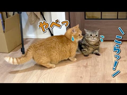 ケンカしてたらパパに怒られちゃった猫の反応が可愛すぎる！
