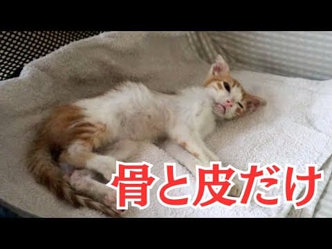 保護したボロボロの子猫　想像以上に酷い状態　応援して下さい！