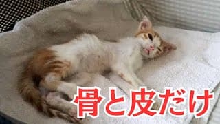 保護したボロボロの子猫　想像以上に酷い状態　応援して下さい！