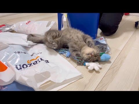 なぜか猫がこうなった(笑)