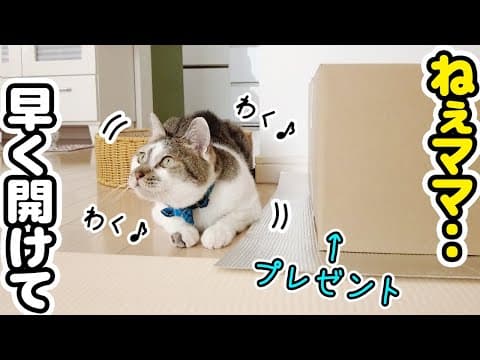 猫たちにプレゼントを用意したら開封前からテンション爆上がりでかわいすぎた