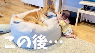 柴犬に触れようとムチムチ足でつかまり立ちを披露する8ヶ月娘