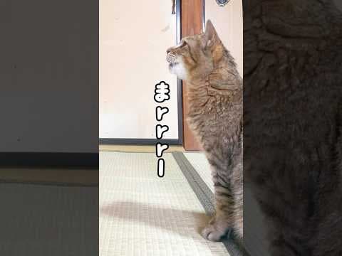 お母さんを英語で呼ぶ元野良猫がすごすぎた(°_°)！！ #元野良猫 #英語 #鳴き声