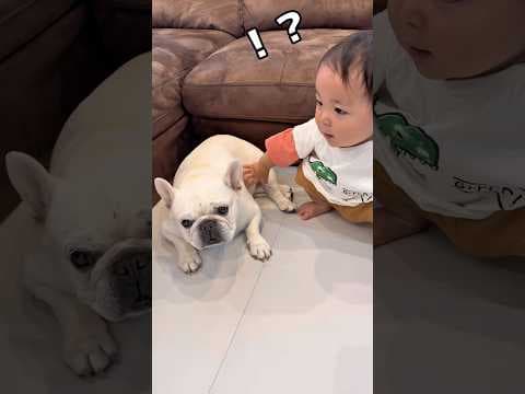 突然1歳児が側から離れたら愛犬が寂しそうな顔をしてました… #犬 #赤ちゃん #フレンチブルドッグ