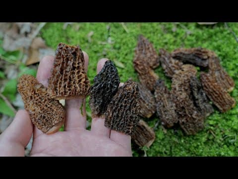 公園でトリュフに並ぶ超高級キノコが採れた