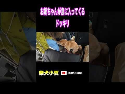 お姉ちゃんが急に入ってくるドッキリ#神戸 #柴犬 #癒し #犬のいる生活