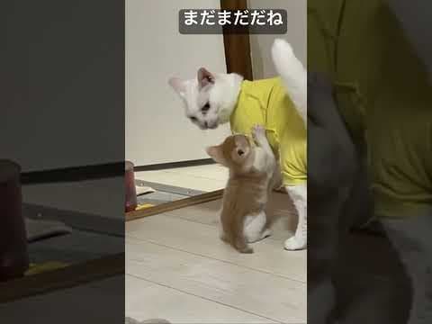 ど根性子猫vsウチューネコ先生   #cat #kitten #猫 #子猫 #ねこ #こねこ #保護猫  #cute  #猫のいる暮らし #shorts