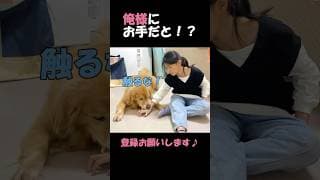 俺様すぎる愛犬に格下娘が無理矢理お手を教えようとした結果…。#goldenretriever #dog #箱入りクッキーはゴールデンレトリバー