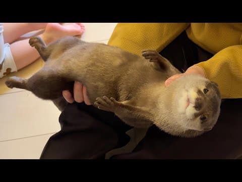 お腹ぽんぽこりんカワウソの観察 Observation of a tummy-popping otter