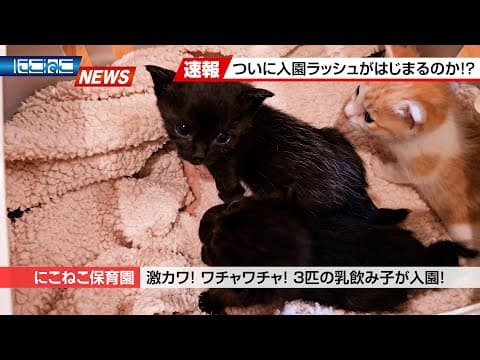 【にこねこ速報】3匹の乳飲み子が入園しました！