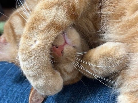 【猫動画】最強めちゃかわにゃんこ特集〜にゃんともパレード〜#猫動画#猫#430
