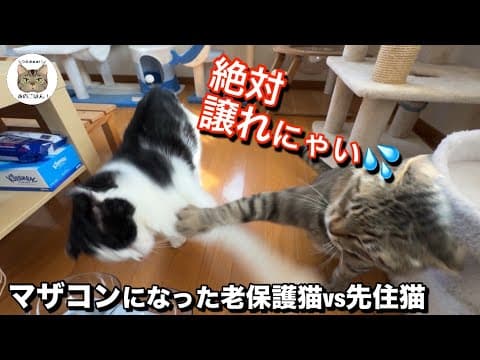 緊急保護から１年マザコンになった老野良猫『ママは譲れにゃい！』