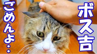 膀胱炎の原因になっていたボス吉のストレスをついに特定しました！【猫は○○○で病気になる🐈】