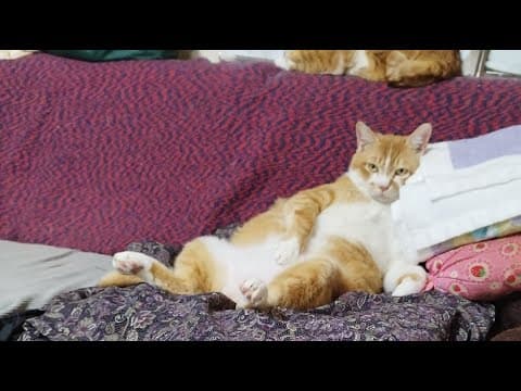ぼーちゃんがライブ配信中！　2025年4月28日
