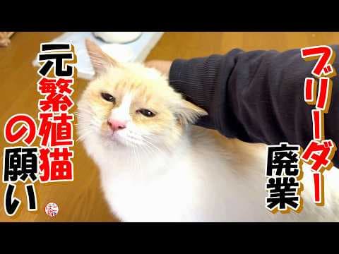 【保護猫　元繁殖猫】ブリーダー廃業からレスキューした元繁殖猫　我が家から卒業