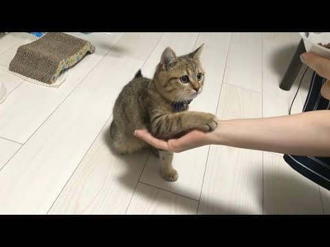 【直伝】子猫にお手やおかわりを教えてあげるとこんなに芸達者になります。