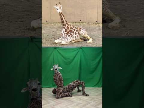 【Sitting giraffe】#Schumacher #AGT #giraffe