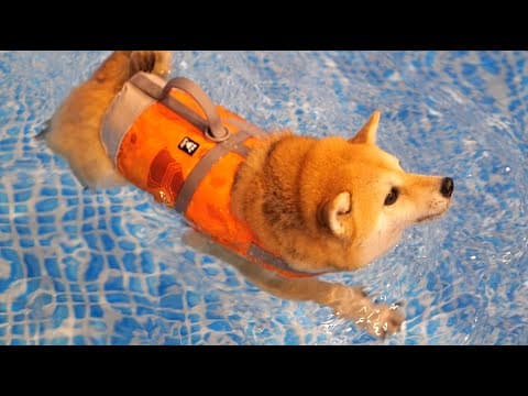 生まれて初めて泳ぎを体験する柴犬