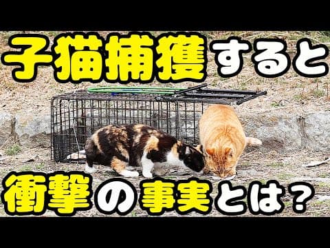 子猫が子猫を４匹妊娠 さくらと名づけました