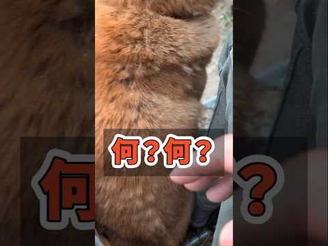 レオくん近いよ〜💧#柴犬さん #柴犬 #柴犬レオ