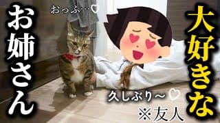 大好きなお姉さんが遊びに来ると興奮しすぎて周りが見えなくなる元ボス猫