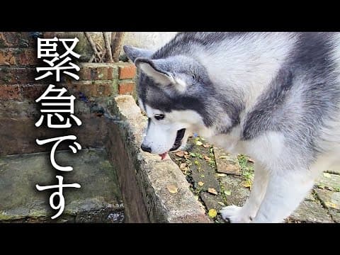 緊急で動画を回してます大変なことが...