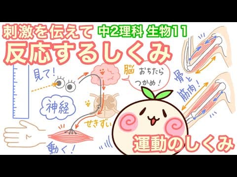 【中2理科b11】刺激を伝えて反応するしくみ・運動するしくみ【中枢神経・末しょう神経】