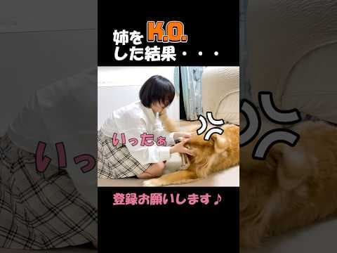 調子に乗って姉をノックアウトしたけど、恐怖で震え上がる大型犬クッキー#goldenretriever #dog #箱入りクッキーはゴールデンレトリバー