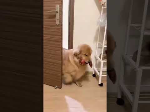 Golden Retriever Give Food for Puppies #shorts #dogs