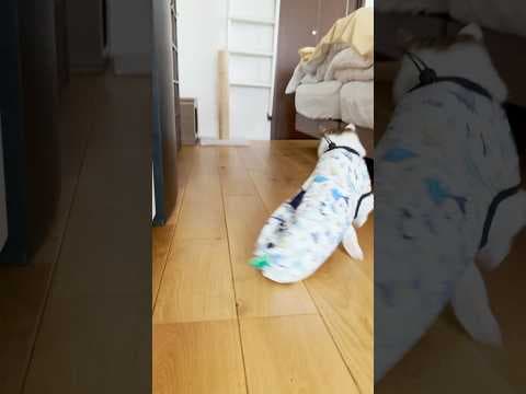 高速恐竜猫ダッシュ🦖💨　#cats