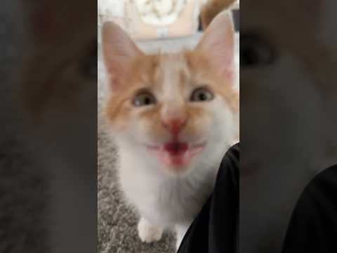 ご飯の美味しさに気づいた子猫   #猫 #cat  #shorts