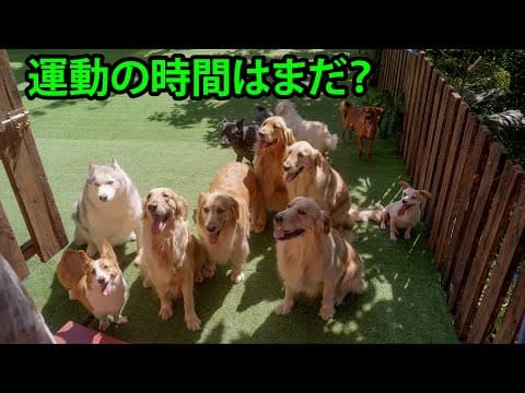 森の中の家で暮らす17匹の犬と17匹の猫たちの、癒しの朝ルーティン