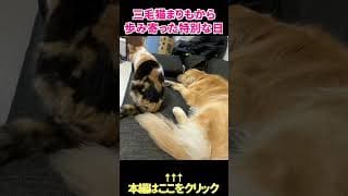 三毛猫まりもから歩み寄った特別な日  #shorts