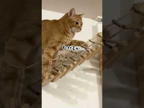 チャイさんの暮らし114。