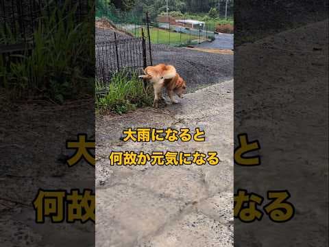 雨と一体化する柴犬❗️ #柴犬さん #柴犬 #柴犬レオ #柴犬大好き