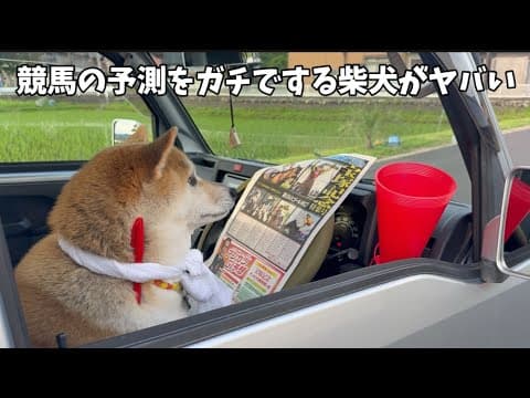 【柴犬が見た未来】ガチで競馬の予測をする柴犬がヤバすぎました…