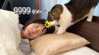 猫に頭を叩かれてママが泣いちゃいました…