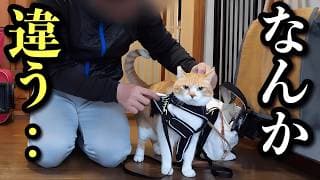 【神回】不器用な父にガマンの限界！しばき回す猫