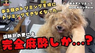 初来店！！鎮静剤でもお顔周りがカットできないトイプードルの噛み犬トリミング！！